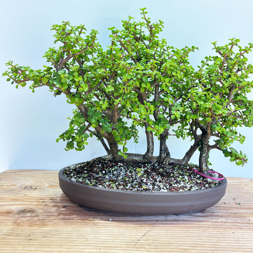 盆栽 Japanese bonsai Satsuki Azalea 'Wakaebisu' Bonsai – Imported Japanese Specimen