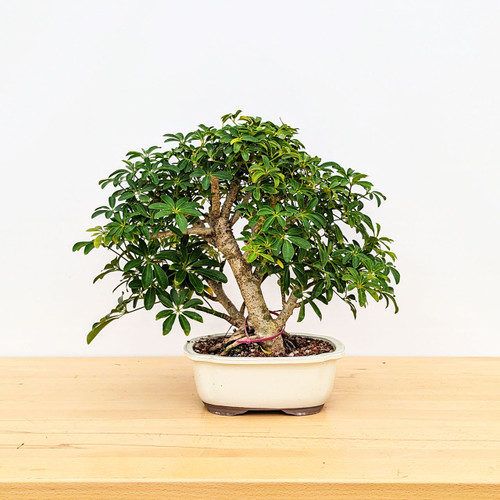 【希少】Umbrella Tree Pot 鉢2個セット 希少】Umbrella Tree Pot 鉢2個セット