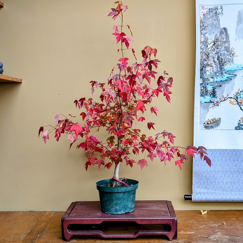 PXL_20231025_180938643.