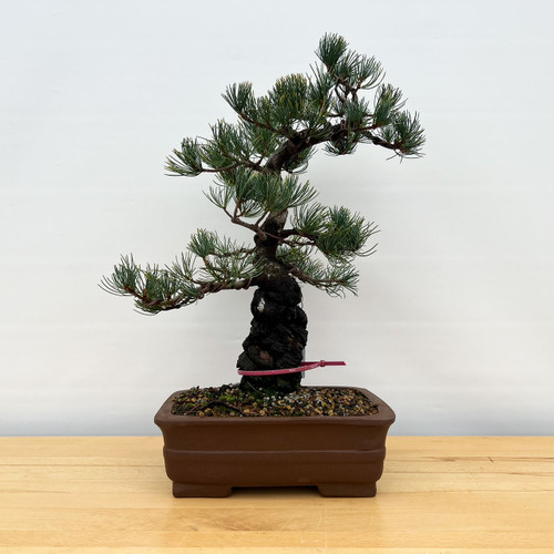 Imported Japanese White Pine 