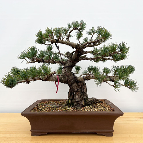 Imported Japanese White Pine 