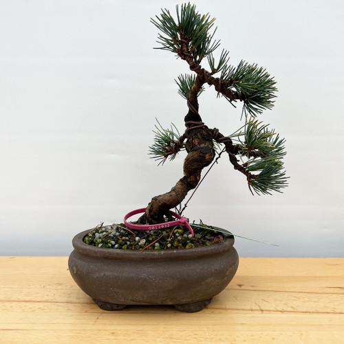 Imported Japanese White Pine 