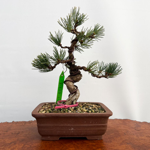 五葉松　Japanese White Pine IMG_0288__16761.1584639913.500