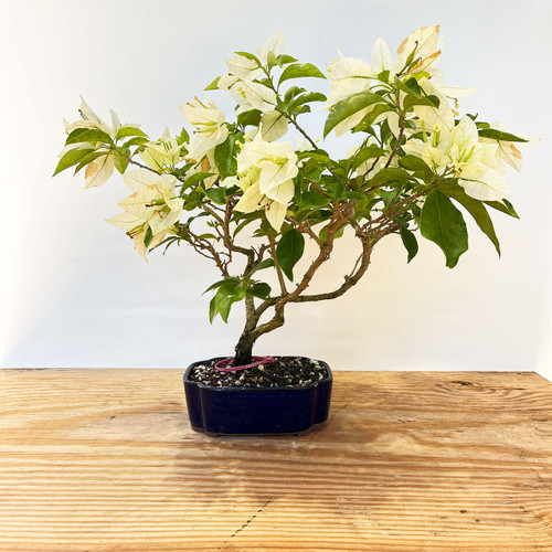 White Flowering Bougainvillea In a Glazed Ceramic Pot (No