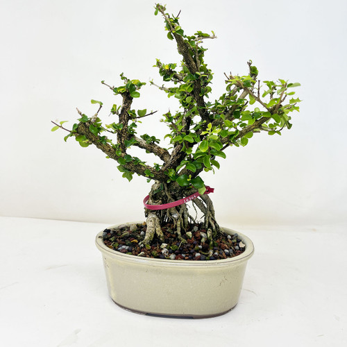 盆栽 jolly Flowering Singapore Holly Bonsai Tree | Bonsai Outlet | N0