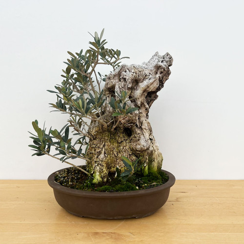 Old Collected Olive In a Japanese Ceramic Pot (No. 7487)