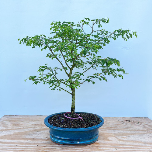盆栽 brazil Brazilian Rain Tree Bonsai Tree | Bonsai Outlet | N0. 9054