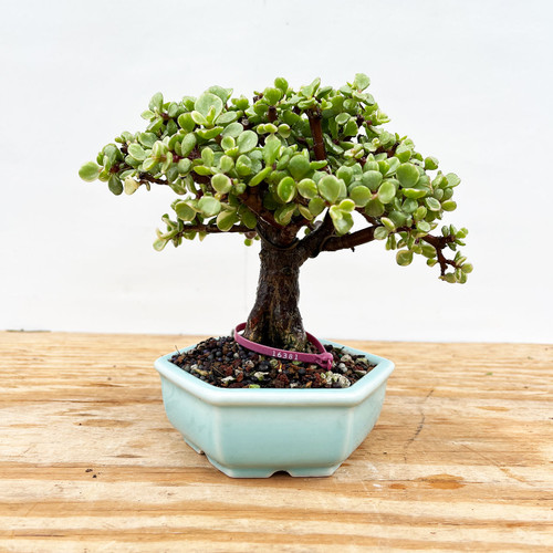 Varigated Dwarf Jade, Portulacaria afra, Bonsai Tree | Bonsai