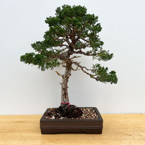 Kishu Shimpaku Juniper Bonsai Tree (No. 17127)