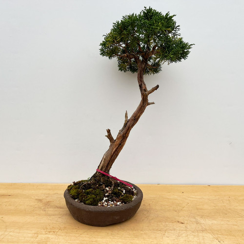 Kishu Shimpaku Juniper Bonsai Tree (No. 18026)