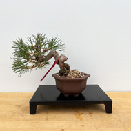 Shohin Styled Japanese Black Pine 'Mikawa' In a Yixing Ceramic Pots (No. 10539)