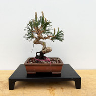 Shohin Styled Japanese Black Pine 'Mikawa' In a Yixing Ceramic Pots (No. 10037)