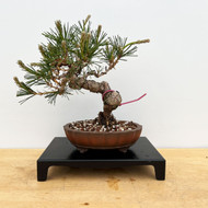 Shohin Styled Japanese Black Pine 'Mikawa' In a Yixing Ceramic Pots (No. 10292)