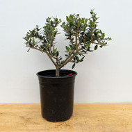 Starter Bonsai European Olive In a Plastic Grow Pot (No. 18923)