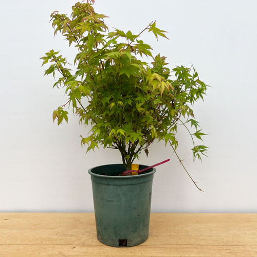 Non-Grafted Acer palmatum 'Kashima' Dwarf Japanese Maple (No. 17225)