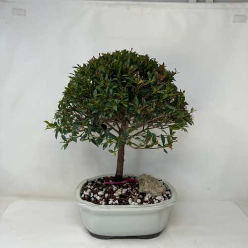 20240528_162522083_iOS__33634.