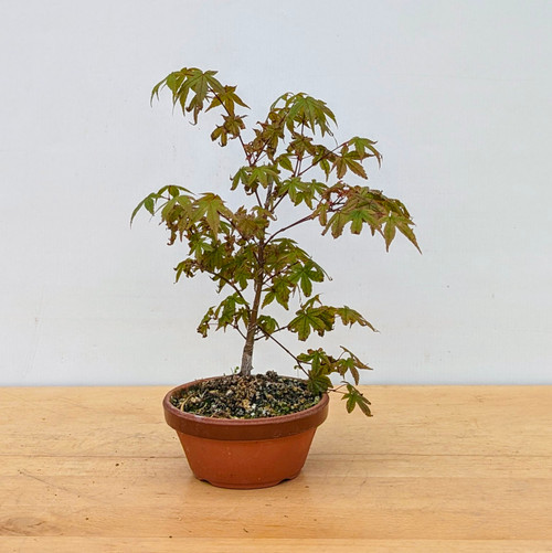 Non-Grafted Japanese Maple Deshojo in Tokoname Grow Pot (No. 077)