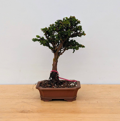 Old Sekka Hinoki Cypress with Aged Bark in an Unglazed Yixing