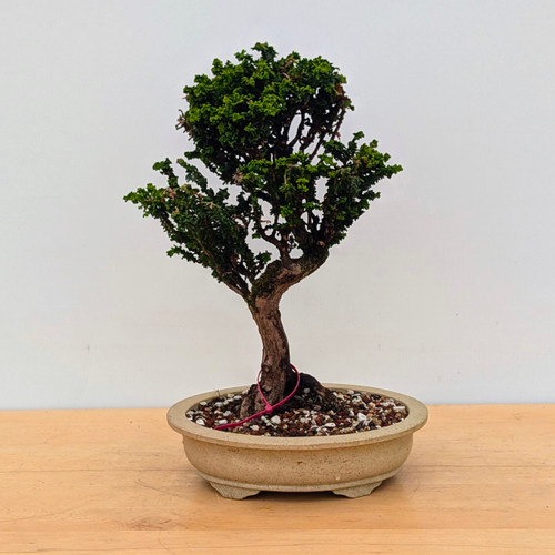 Old Sekka Dwarf Hinoki Cypress in an Unglazed Yixing Ceramic Pot