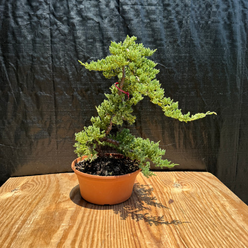 Japanese Juniper in a Training Pot (No. 16958)