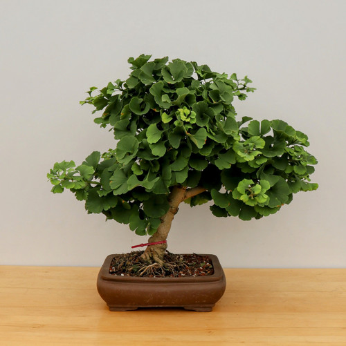 IMG_27102__26522.1720545267.