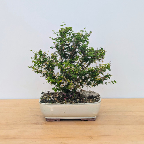 盆栽 jolly 盆栽 jolly 盆栽 jolly Japanese Juniper Bonsai Tree with Candle at From