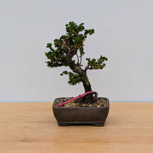 Nokko plants NextWall Tossed Ginkgo Leaf - Ebony & Metallic Copper
