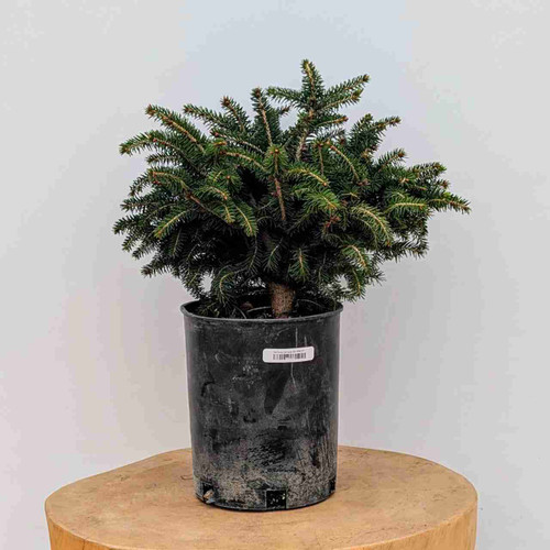 Norway Spruce Tree - Bonsai Outlet