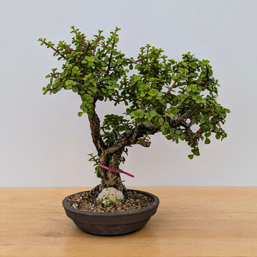 Rough Bark Dwarf Jade 'Portulacara afra' in a Japanese Ceramic Pot