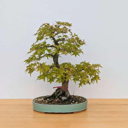 盆栽 ocean__8 TOP_imageSP_2.jpg