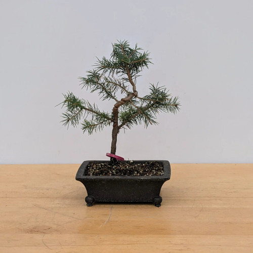 Styled Ezo Spruce in a Yixing Pot (No. 17308) - Bonsai Outlet