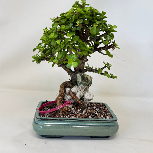 Root Over Rock Dwarf Jade in a Yixing Ceramic Pot No. 19696