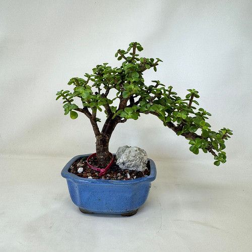Window Sill Size Dwarf Jade in a Yixing Ceramic Pot No. 19624