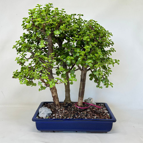 Mini Jade 3 tree Grove, Portulacaria afra, Bonsai Tree | Bonsai