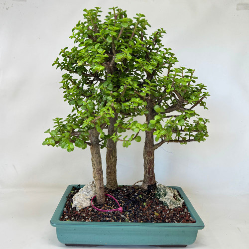 Mini Jade 3 tree Grove, Portulacaria afra, Bonsai Tree | Bonsai