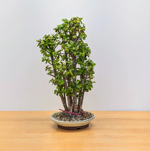 jade_forest_bonsai_sku18031_1_