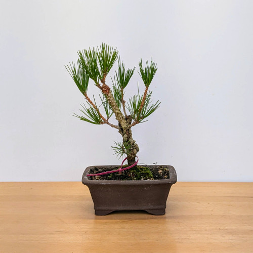 japanese_black_pine_sku17235_5