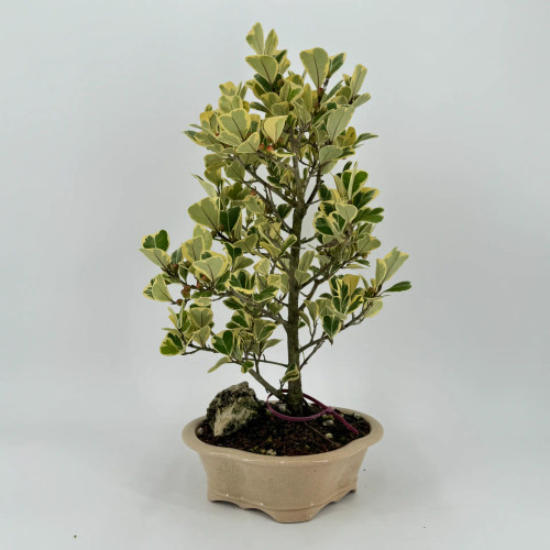 盆栽 ocean__8 natal_fig_bonsai_sku19838__901