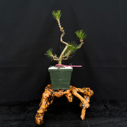 Twice Cut Mark Comstoc Japanese Black Pine Seedling Cuttings