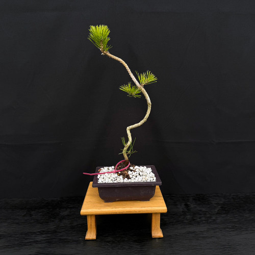 BECOME TREE ビカムツリー チェーンサスペンダー  ブラック×ゴールド 2025年最新】become tree サスペンダーの人気アイテム - メルカリ