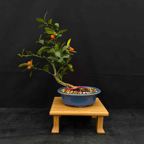 盆栽 jolly 盆栽 jolly 盆栽 jolly Japanese Juniper Bonsai Tree with Candle at From