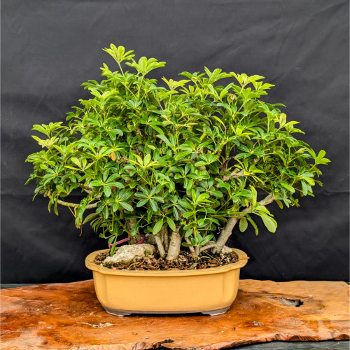 Forest Style Hawaiian Umbrella in Glazed Japanese Pot (No. 13260