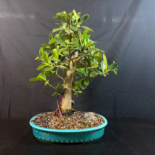 パンツ BONSAI IMG_0536__23150.1746101291.500