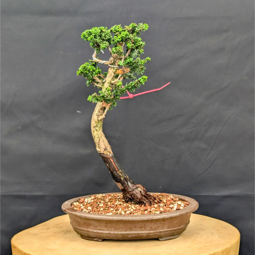 sekka_hinoki_cypress_sku14101_