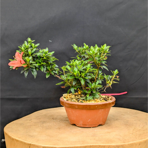 Imported Shohin Satsuki Azalea in a Tokoname Grow Pot (No. 14424