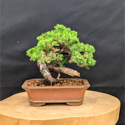その他 Bonsai japanese_juniper_sku15980_2__7