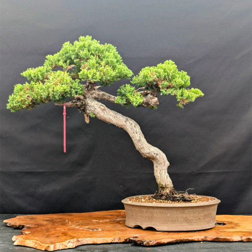 15+ Year Old Japanese Garden Juniper from Gerald Rainville (No