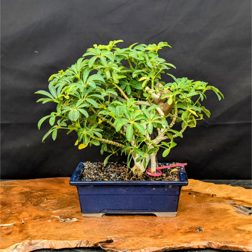 Hawaiian Umbrella in a Glazed Ceramic Pot (No. 22624