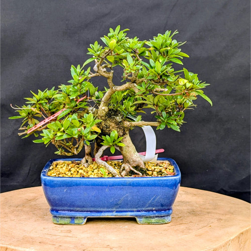 その他 Bonsai Satsuki Azalea 'Hakusen-no-mai' Bonsai – Rare Imported Japanese