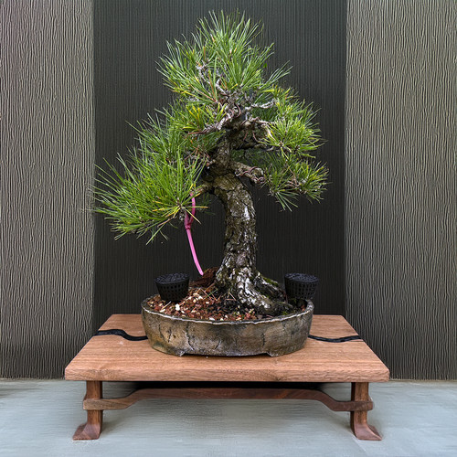 kirschblüten bonsai preis Kirschblüten-Bonsai Baukasten – SHAHD GROUP